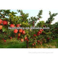 High Quality Sweet Apple Tree Seeds For Planting